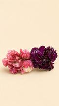 Pinza Clavel Rosée