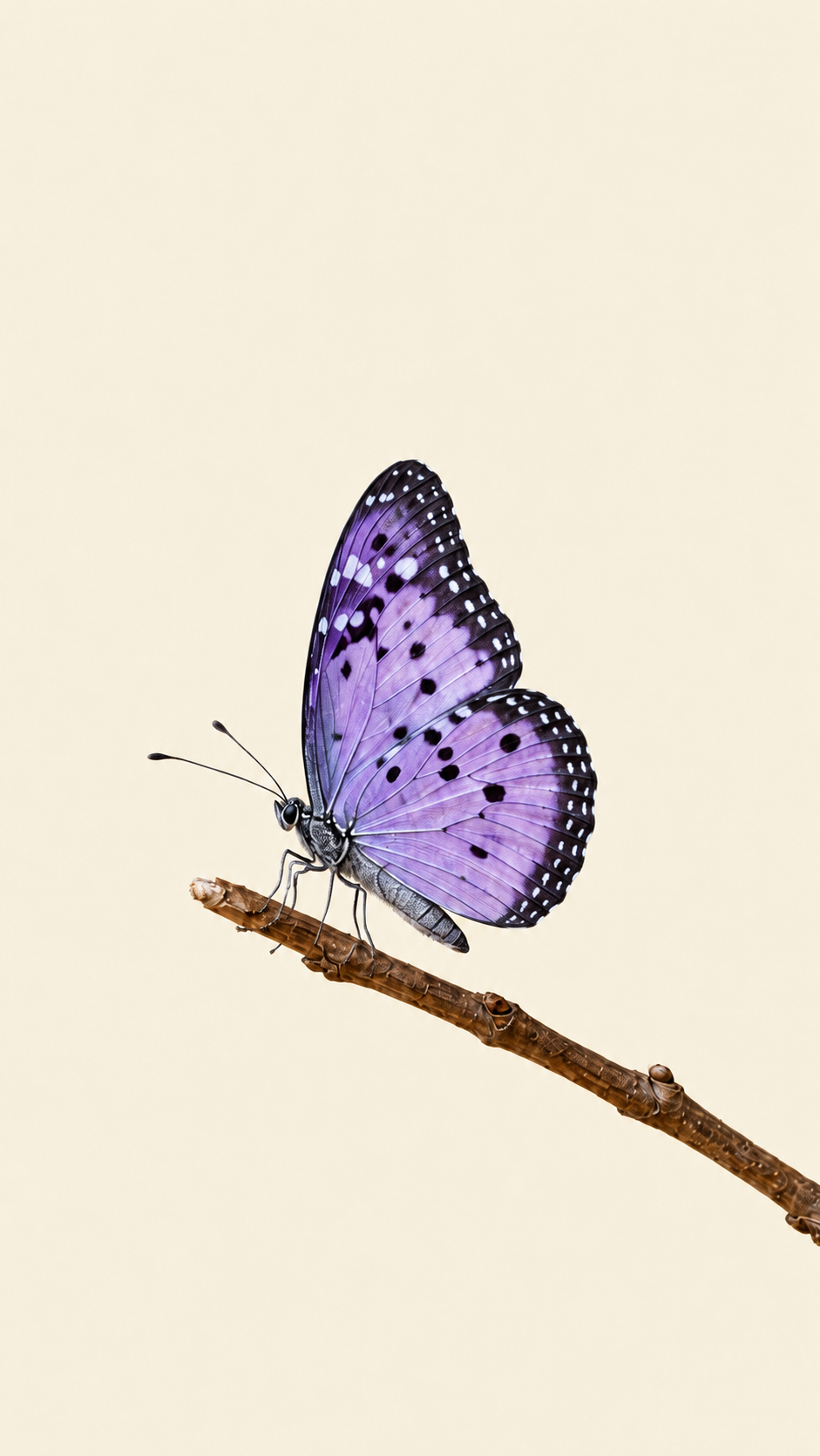 Collar Jardín de Mariposas